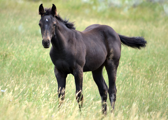 Lot 5 Weavers One Cowboy