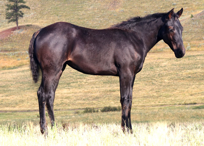 Lot 9 Weavers Pepto Cash