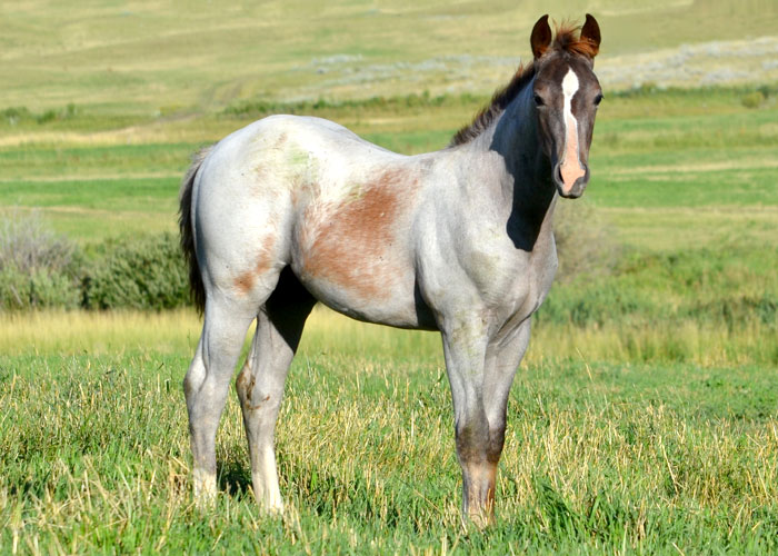 Lot 11 Weavers One Star