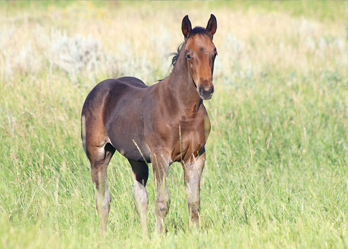 Lot 48 Weavers Hesa Rodeo