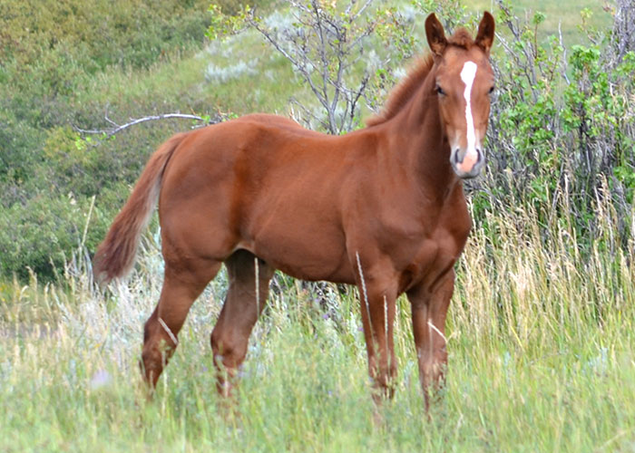 Lot 66 Weavers Perks Judge