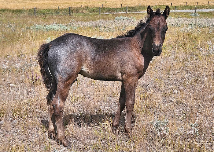 Lot 84 SCR Pep Streakin Cat