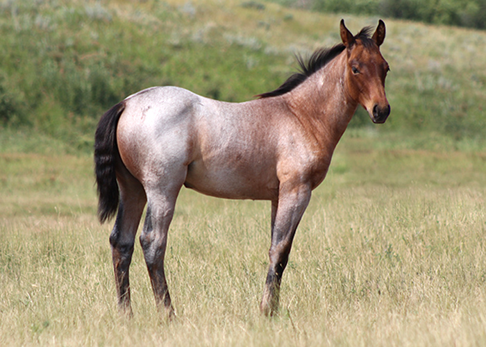 Lot 2 Weavers Future Kat