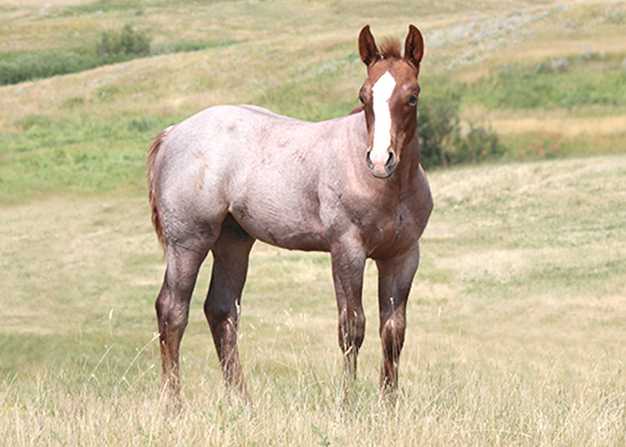 Lot 7 Weavers Cowboy Cat