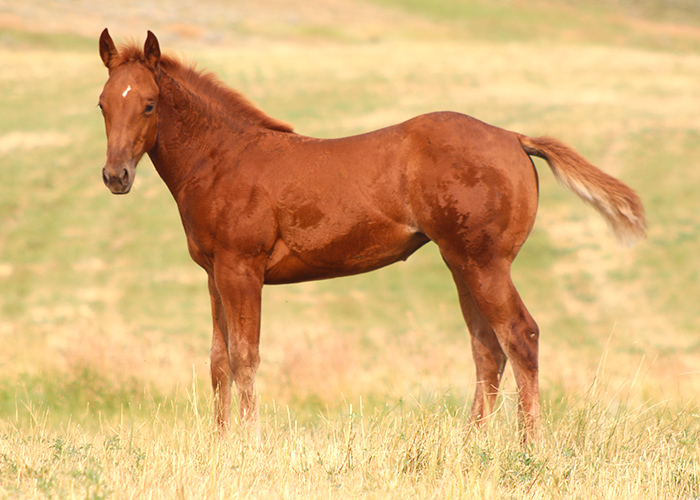 Lot 9 Weavers Shesa Rodeo
