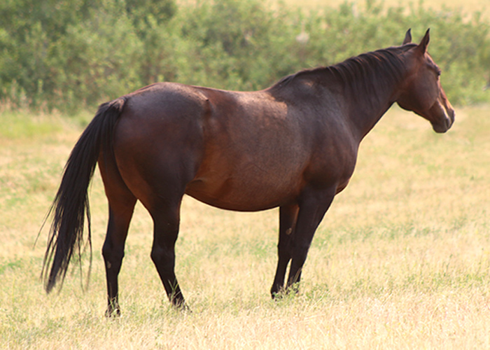Lot 10 Weavers Rodeo Gem