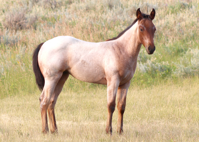 Lot 11 Weavers ShesaStarlet