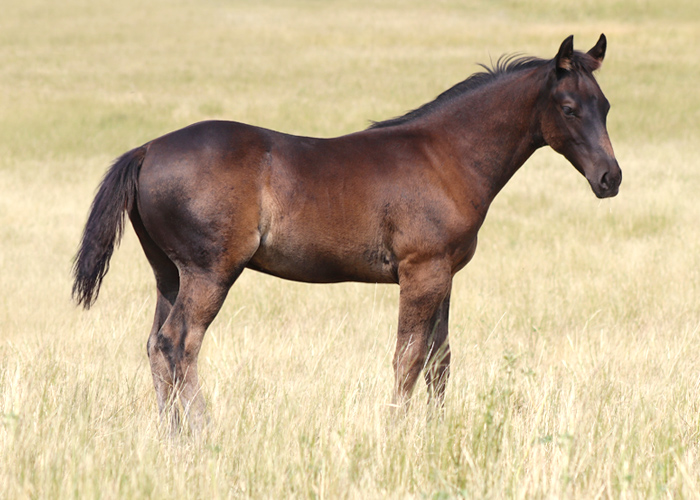 Lot 12 Weavers Bet Hesa Dox