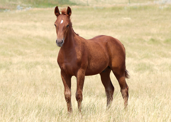 Lot 13 Weavers Bet My Cash