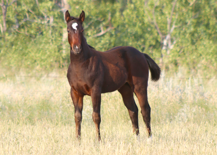 Lot 15 Weavers Ms Busy Doc