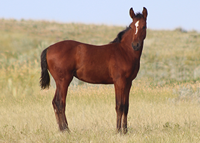 Lot 21 Weavers Tuf Starlet