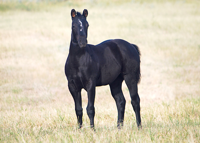 Lot 22 Weavers Call Me Star