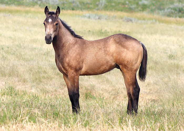 Lot 23 Weavers Busy Cowboy
