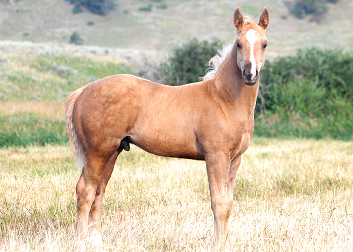 Lot 24 Weavers Double Tuf