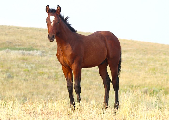 Lot 26 Weavers This Beau
