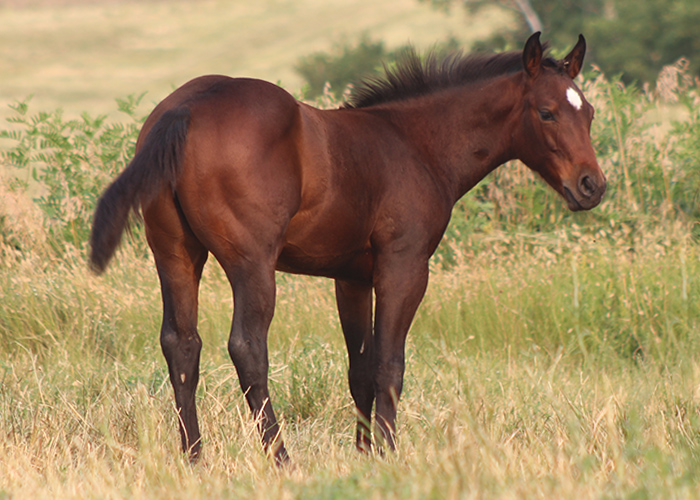 Lot 33 Weavers This Cowboy