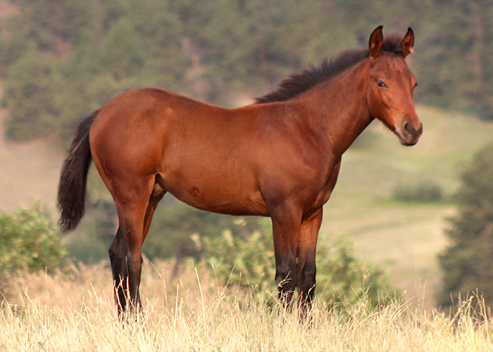 Lot 39 Weavers Smart One