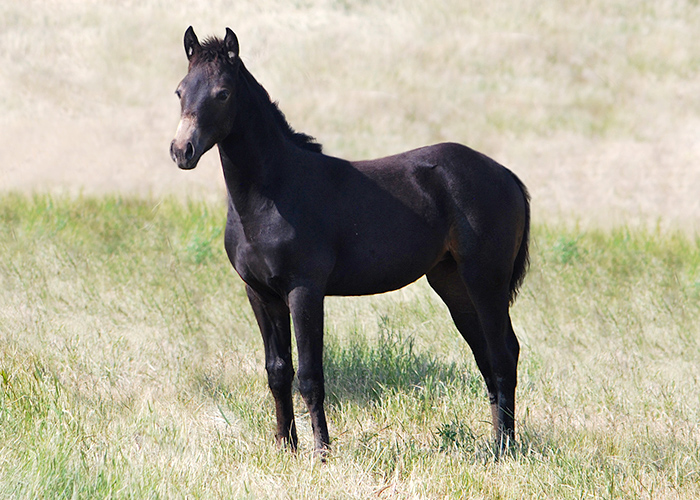 Lot 40 Weavers One Babe