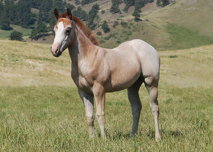 Lot 41 Weavers One Squall