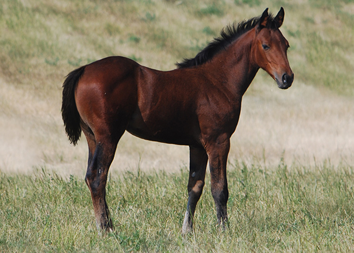 Lot 42 Weavers One Rodeo