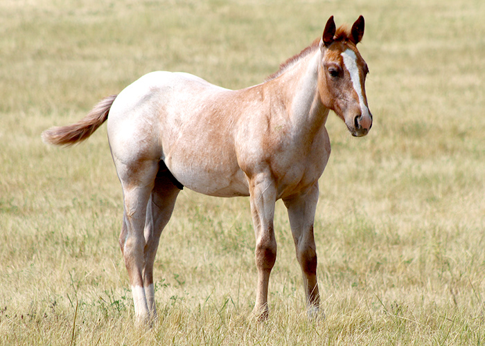 Lot 52 Weavers Once A Gem
