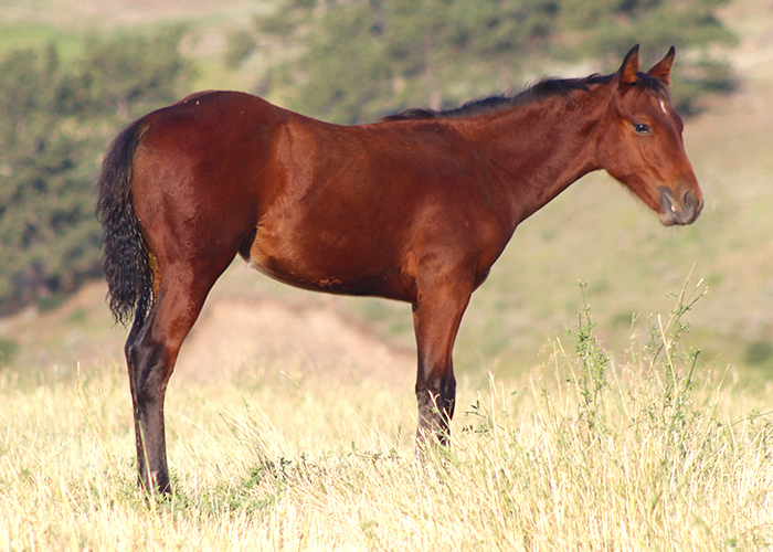 Lot 53 Weavers Echo Once