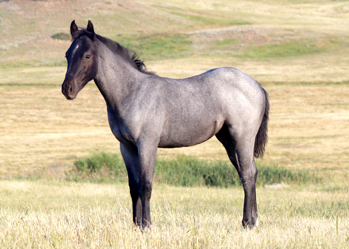 Lot 57 Weavers Once Blue