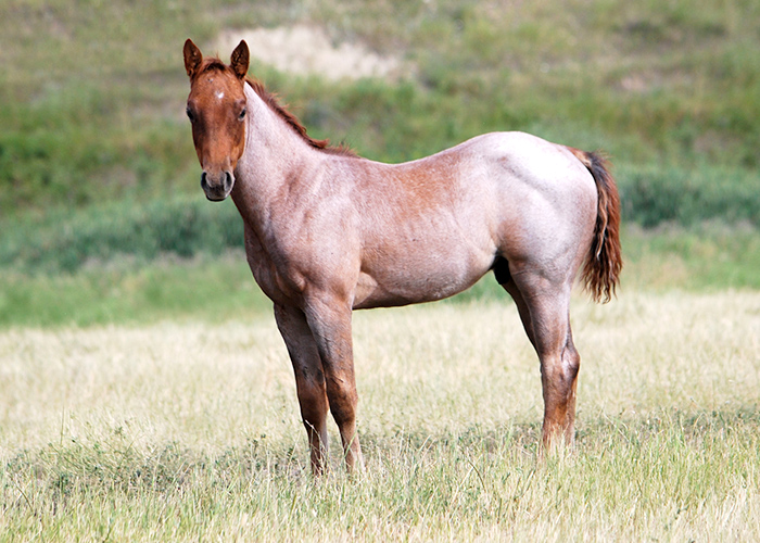 Lot 62 Weavers A Gem Once