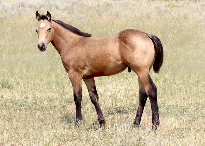 Lot 68 Weavers Call Me Guy