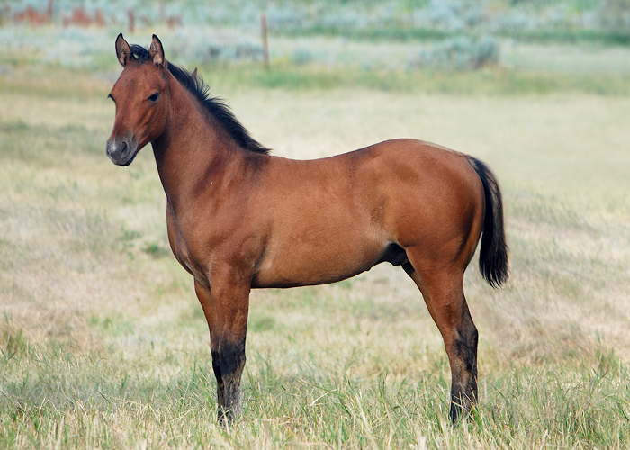 Lot 71 Weavers Bit Smooth