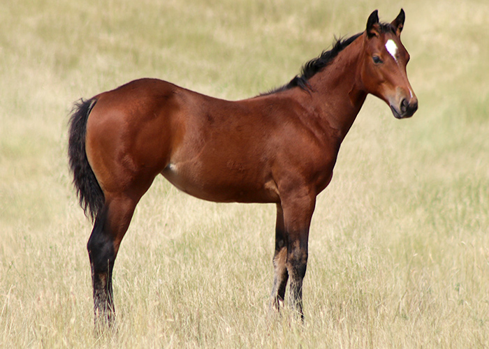 Lot 73 Weavers Movida Fox