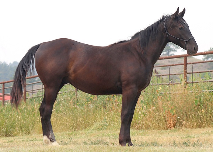 Lot 77 Weavers Ima Bit Echo