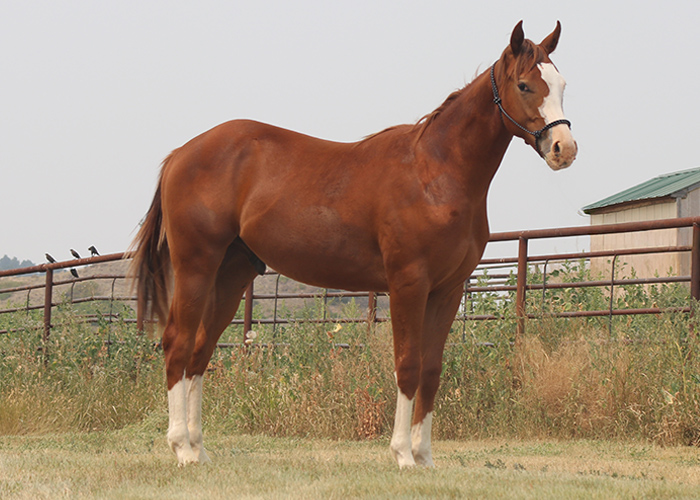Lot 79 Weavers ImaBit Judge