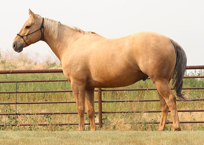 Lot 81 Weavers ImaBitCowboy